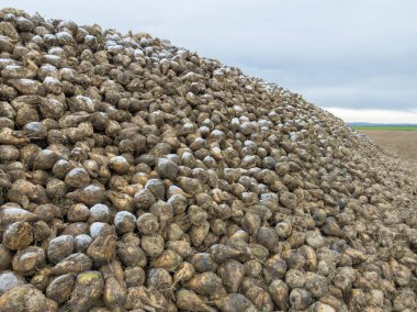 A massive heap of recently harvested beets sits on a farm in the rural landscape under a gray sky. The earthy tones of the beets contrast with the surrounding fields