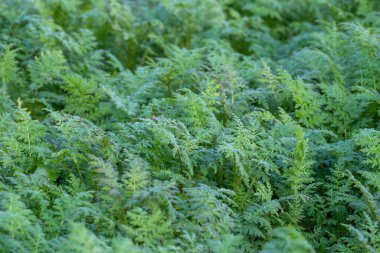 Hollanda usulü kibbeling, yanında patates kızartması. Kızarmış balık parçaları ve patates kızartması klasik bir Hollanda sokak yemeği. Aşçılık makaleleri, yemek blogları ve geziler için mükemmel.