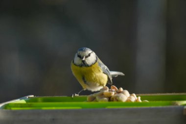 A blue tit eating peanuts, showing its natural feeding behavior, colorful plumage and sharp details, ideal for wildlife and birdwatching concepts