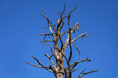 Yaprakları olmayan bir ağaç mavi bir gökyüzünde duruyor. Ağaç çıplak ve yaprakları yok.