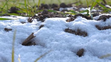 4K yavaş çekim videosu: Kışın taze kardan çimenler filizleniyor