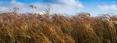 Uzun, kuru otlarla dolu bir tarla. Gökyüzü mavi ve bulutlu