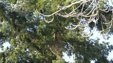 Idyllic, karla kaplı manzara, 4K yavaş çekim 120p 'den 24p' ye kadar