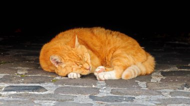 Kıvrımlı turuncu bir tekir taşlarla döşeli bir zeminde uyur, yumuşak ışıkla yıkanır. Sakin, rahat bir kedi ile sıcak bir ruh hali, evcil hayvan sahneleri için ideal, konfor temaları, ve gece ortamı