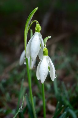İlkbaharda bir bahçede kar damlası çiçekleri dik durur. Beyaz yaprakları ve yeşil sapları var. Yağmur damlaları çiçeklerin üzerinde parlar. Çevrelerinde yeşil çimenler var..