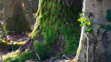 Bir ağaç gövdesi ormandaki yosunlarla kaplıdır. Güneş ışığı yaprakların arasından süzülüyor. Yakınlarda doğal bir manzara yaratan diğer ağaçlar ve yeşil bitkiler var..