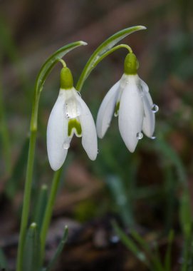 Beyaz yaprakların üzerine çiğ damlaları damlayan narin bir kar damlasının yakın çekimi ilkbahar ormanlarında çiçek açıyor ve yenilenmeyi, saflığı ve umudu simgeliyor.