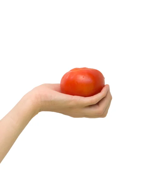 Tomate in der Handfläche — Stockfoto