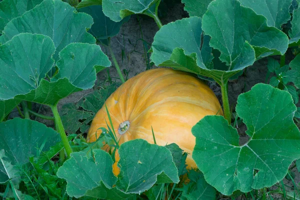 Pumpkin growing in the garden — Stock Photo, Image