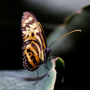 Çok güzel bir kelebek