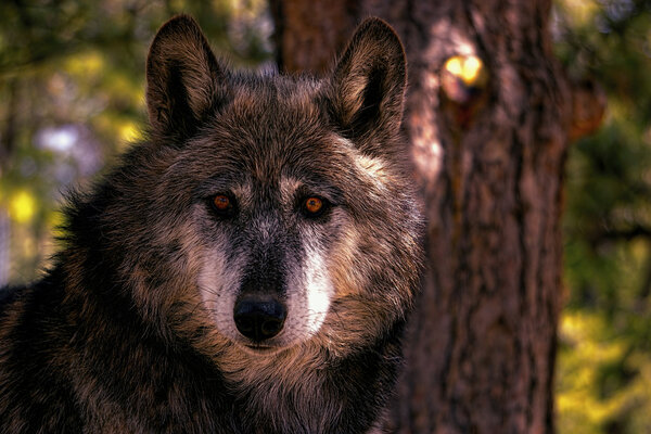 A wolf hybrid gazes into the camera