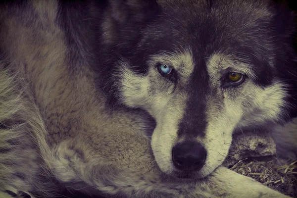 Lo sguardo di un ibrido lupo — Foto Stock