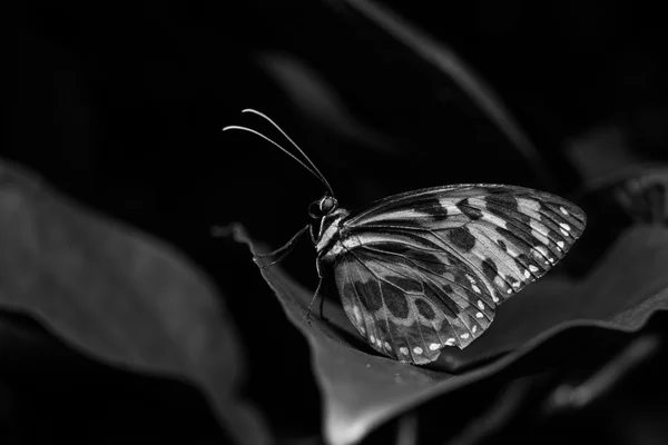 Mariposas en el pabellón de mariposas —  Fotos de Stock