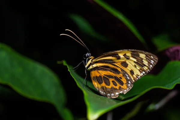 Papillons au Pavillon des Papillons — Photo