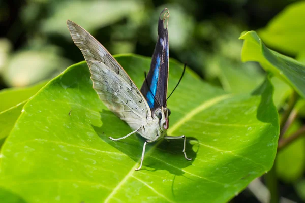 Papillons au Pavillon des Papillons — Photo