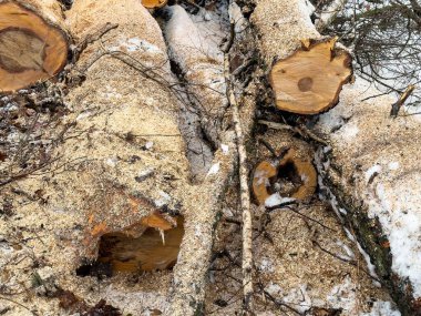 Kesilmiş ağaç yığını, ormanda kışın gövde.