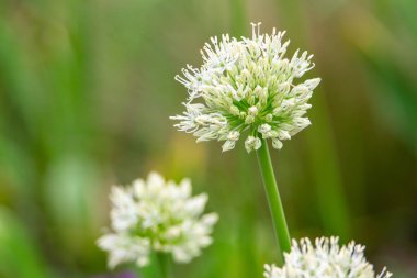 Ampul olarak bilinen Allium cepa çiçeği Bokeh ile ortak soğan