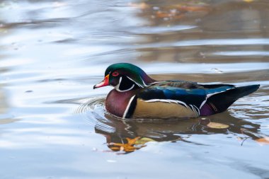 Çarpıcı bir erkek odun ördek Central Park 'ın sakin sularında süzülür. Huzurlu ve bulutlu bir günde suda yansıyan yansımaları gibi yumuşak dalgalar bırakır..
