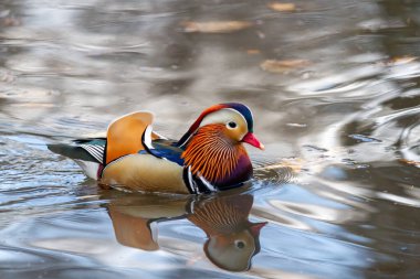 2018 yılında Central Park 'ta ziyaretçileri büyüleyen dünyaca ünlü Mandarin ördeği, huzurlu bir sonbahar gününde dalgalanmalar ve yansımalar bırakarak suyun üzerinde sorunsuzca süzülüyor..