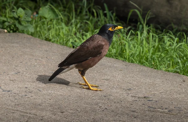 Gemeiner myna Vogel, der auf einem Gartenpflaster spaziert. — Stockfoto