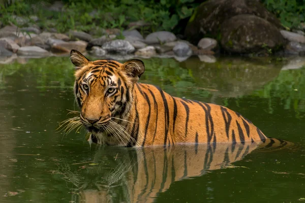 Bengaltiger im Wasser versunken — Stockfoto