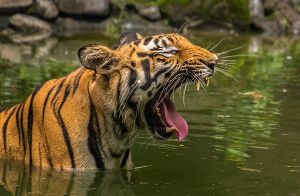 Tygr bengálský zívá ve vodě — Stock fotografie