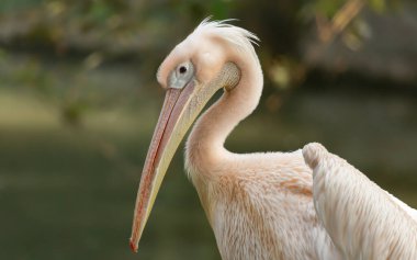 Büyük beyaz pelikan kafası yakından görünüyor.