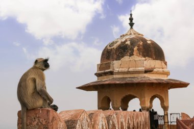 Indian monkey sitting on wall of Jaigarh Fort at Jaipur Rajasthan