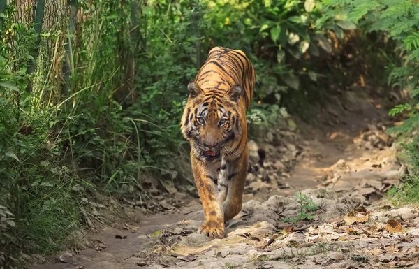 Royal Bengal Tiger Rezervaci Divoké Zvěře Indii — Stock fotografie