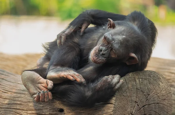 Chimpancé Bebé Durmiendo Tronco Reserva Vida Silvestre — Foto de Stock