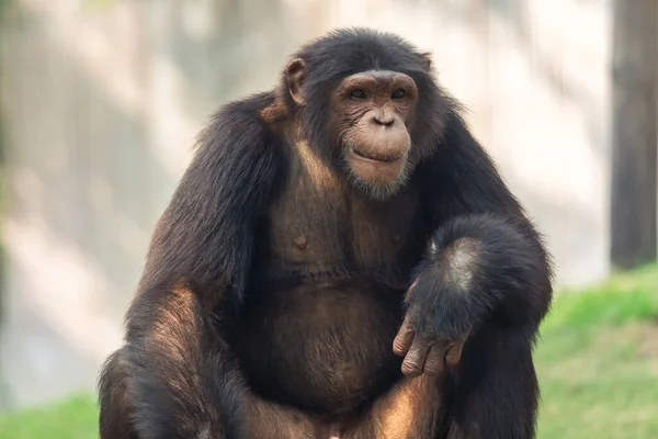 Шимпанзе Крупним Планом Перегляд Портретів — стокове фото