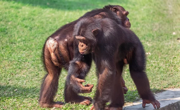 Chimpansee Het Indiase Wildreservaat — Stockfoto