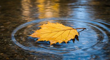 Tek bir sarı sonbahar yaprağı suyun yüzeyinde yüzer, koyu, dokulu dibi olan eş merkezli dalgalanmalar yaratır..