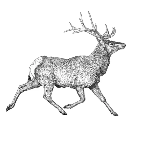 Beyaz arka planda izole edilmiş boğa geyiği çizimi.