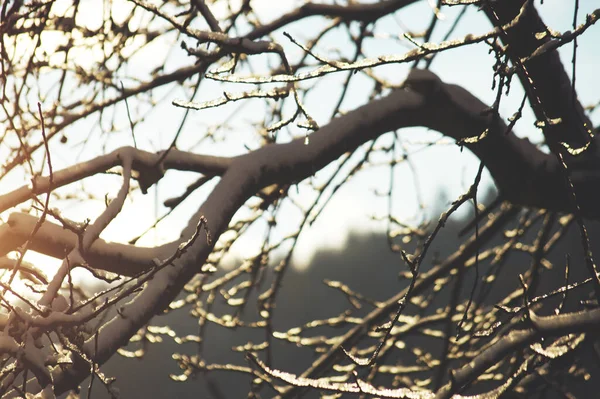 Sıcak kış güneşi altında parlayan karla kaplı dalların yakın çekimi. Soğuk kar ve yumuşak doğal ışık arasındaki zıtlığı gösteren durgun mevsimsel bir an.