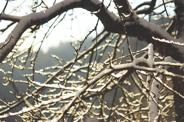 Parlak kış güneşi, karla kaplı dalları aydınlatarak hassas dokuları ve soğuk mevsime karşı sıcak bir kontrastı ortaya çıkarır. Sakin ve atmosferik bir kış manzarası..