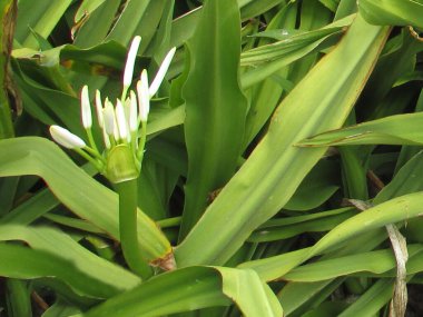 Crinum asiaticum veya çiçek desenli dev crinum zambak bitkisi