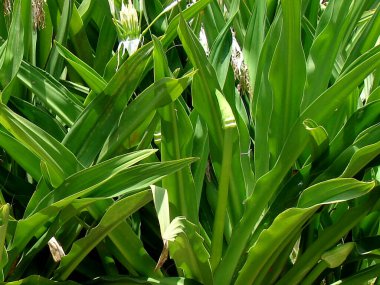 Crinum asiaticum veya çiçek desenli dev crinum zambak bitkisi