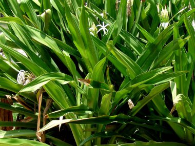 Crinum asiaticum veya çiçek desenli dev crinum zambak bitkisi