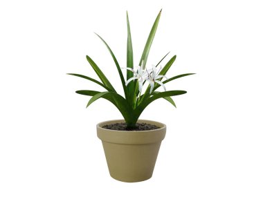 Crinum asiaticum veya beyaz arka planda izole edilmiş çiçekli dev crinum zambak saksı bitkisi