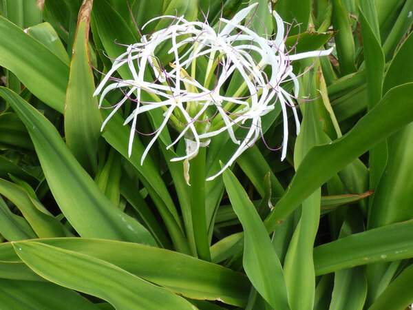 Кринум азиатский или гигантский кринум лилии растение с изображением цветов