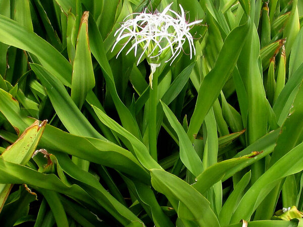 Crinum asiaticum or giant crinum lily plant with flowers image
