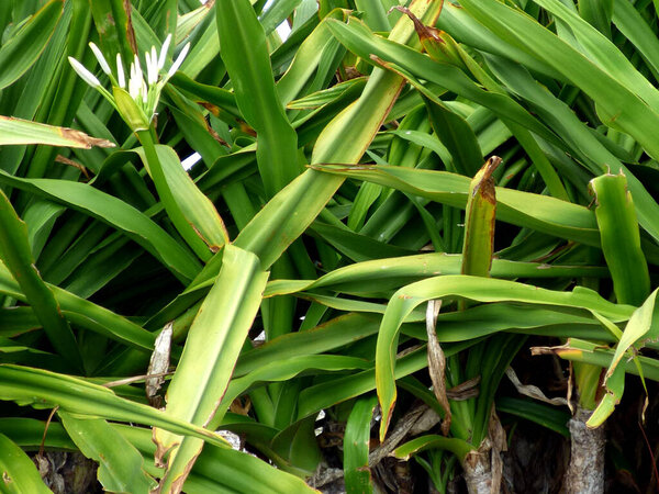 Кринум азиатский или гигантский кринум лилии растение с изображением цветов