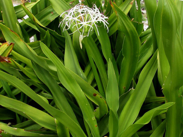 Crinum asiaticum or giant crinum lily plant with flowers image