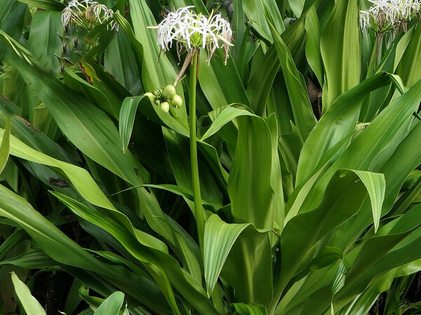 Кринум азиатский или гигантский кринум лилии растение с изображением цветов