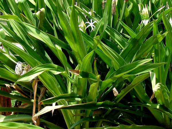 Кринум азиатский или гигантский кринум лилии растение с изображением цветов