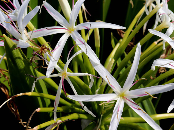 Кринум азиатский или гигантский кринум лилии растение с изображением цветов