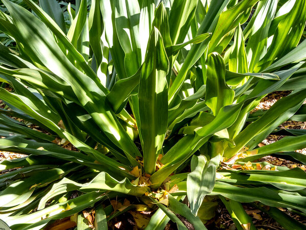 Crinum asiaticum or giant crinum lily plant image