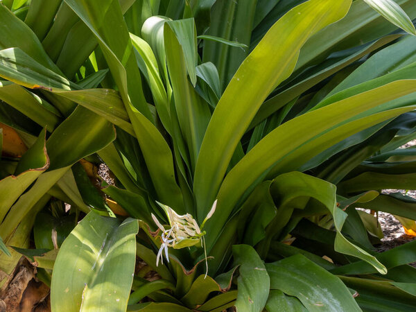 Кринум азиатский или гигантский кринум лилии растение с изображением цветов