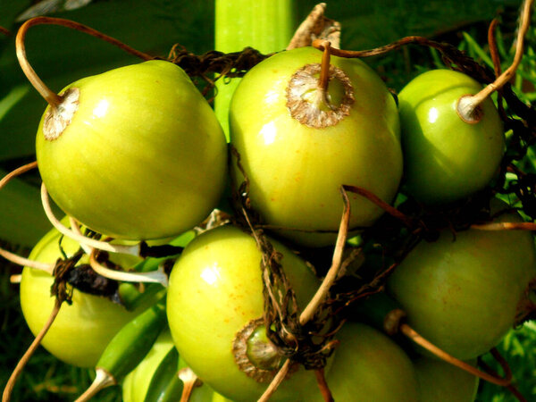 Crinum asiaticum or giant crinum lily green fruits image